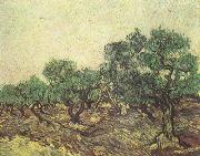 Vincent Van Gogh Olive Picking (nn04) oil painting reproduction